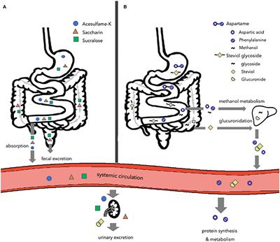 The Impact of Artificial Sweeteners on Body Weight Control and Glucose Homeostasis